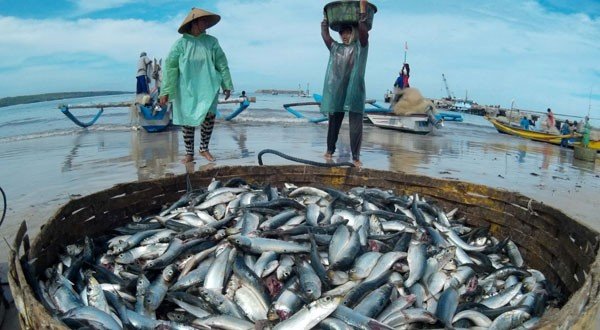 Pertumbuhan Investasi Kelautan dan Perikanan 2025, KKP Catat Rp7,82 Triliun