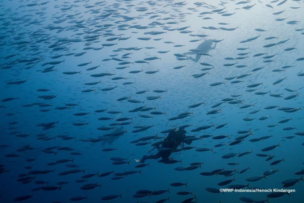 Surga yang Tersembunyi, Mengungkap Kekayaan Biota Laut di Perbatasan Nusantara