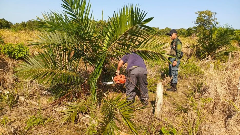 Petugas Gabungan Bersihkan Cagar Alam Teluk Pamukan dari Sawit Ilegal Petugas Gabungan Bersihkan Cagar Alam Teluk Pamukan dari Sawit Ilegal