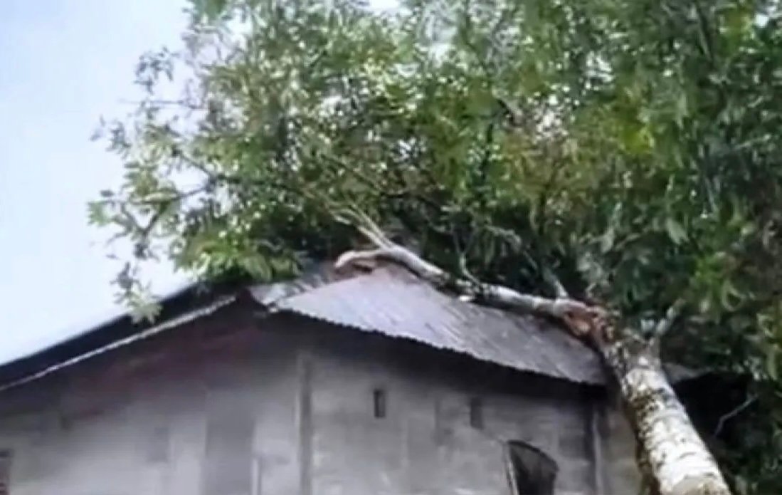Diterjang Angin Kencang, Rumah Warga di Pedalaman Aceh Barat Tertimpa Pohon Diterjang Angin Kencang, Rumah Warga di Pedalaman Aceh Barat Tertimpa Pohon