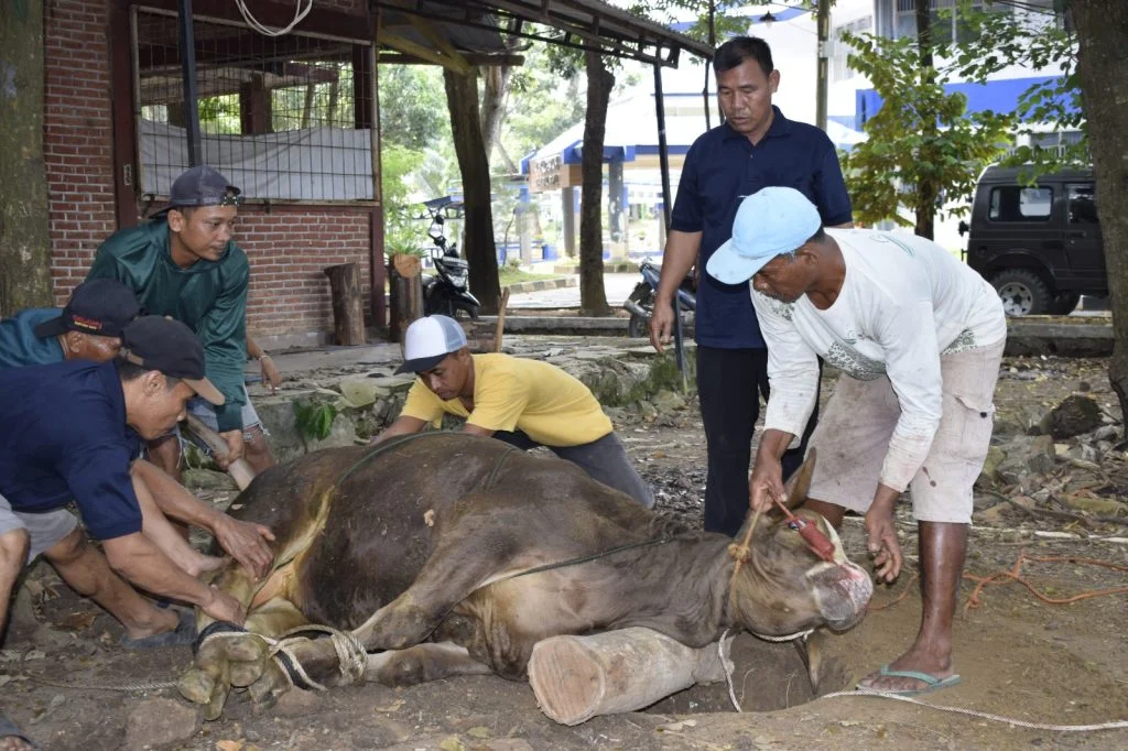 Jangan Buang ke Sungai! Ini Aturan Kelola Limbah Kurban bagi Panitia