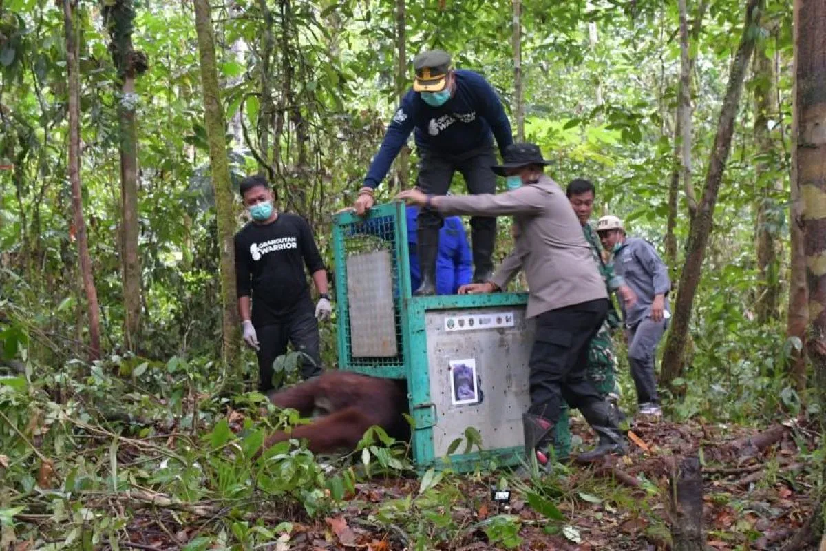Lima Orangutan Dikembalikan ke Habitat Asli di Hutan Kalimantan oleh BOS-BKSDA
