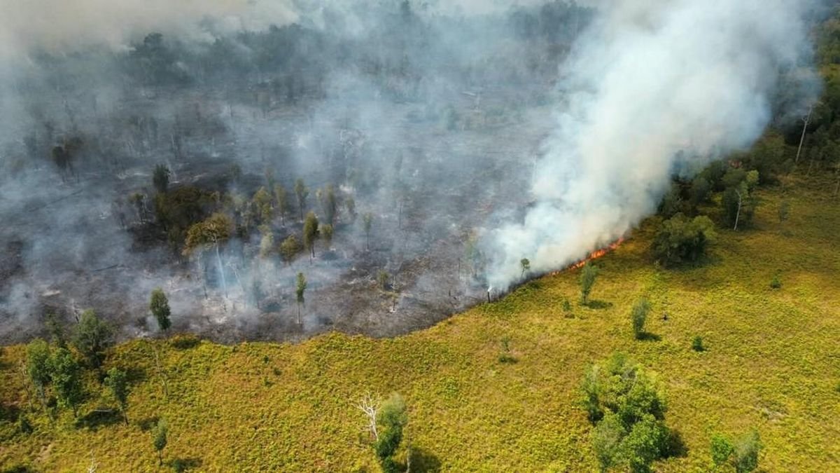 Kebakaran Hutan Tanjung Puting Belum Padam, Relawan Terpaksa Mundur