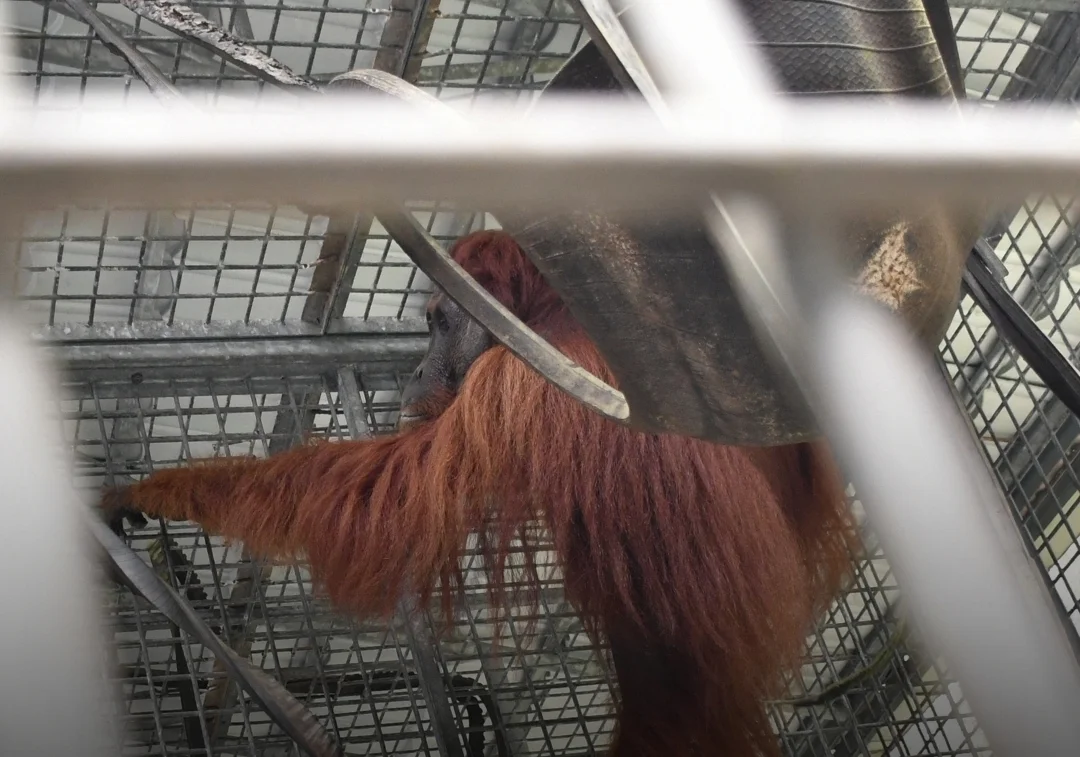 Asap Karhutla Picu ISPA pada Puluhan Orang Utan di Nyaru Menteng